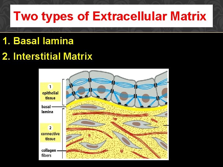 Two types of Extracellular Matrix 1. Basal lamina 2. Interstitial Matrix 