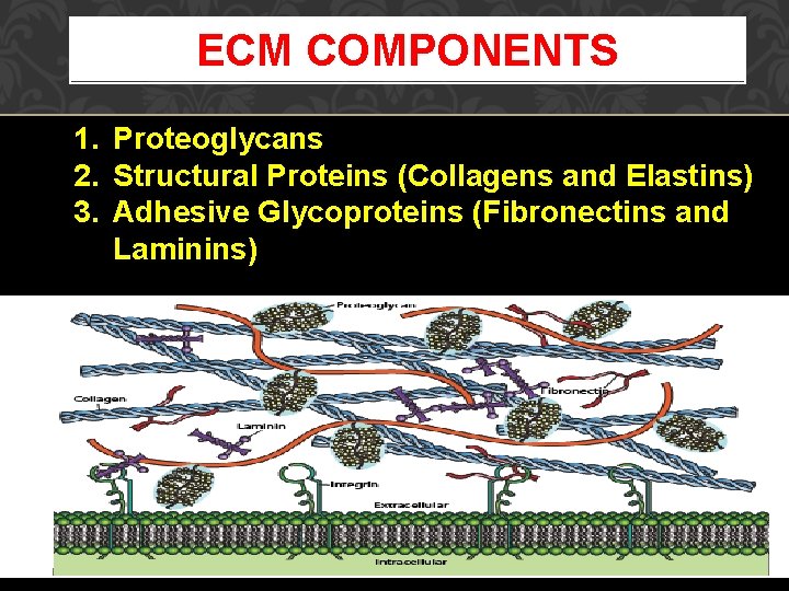 ECM COMPONENTS 1. Proteoglycans 2. Structural Proteins (Collagens and Elastins) 3. Adhesive Glycoproteins (Fibronectins