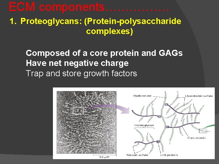 ECM components……………. 1. Proteoglycans: (Protein-polysaccharide complexes) Composed of a core protein and GAGs Have
