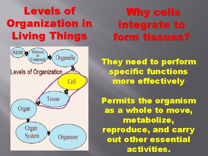 Levels of Organization in Living Things Why cells integrate to form tissues? They need