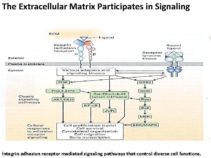 The Extracellular Matrix Participates in Signaling lntegrin adhesion receptor mediated signaling pathways that control