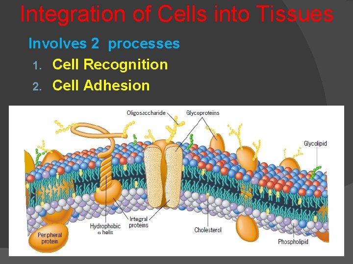 Integration of Cells into Tissues Involves 2 processes 1. Cell Recognition 2. Cell Adhesion