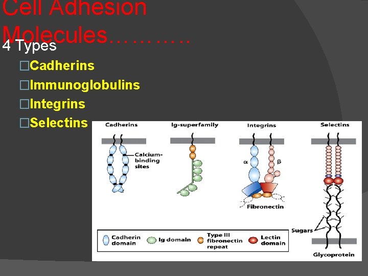 Cell Adhesion Molecules………. . 4 Types �Cadherins �Immunoglobulins �Integrins �Selectins 
