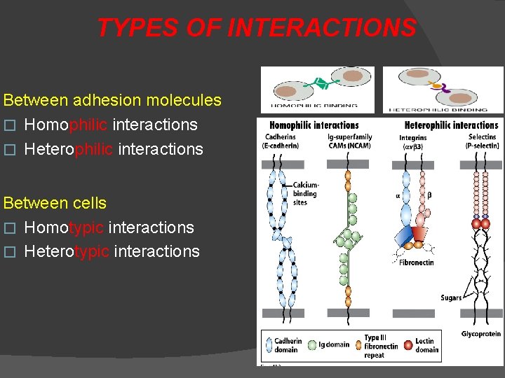 TYPES OF INTERACTIONS Between adhesion molecules � Homophilic interactions � Heterophilic interactions Between cells