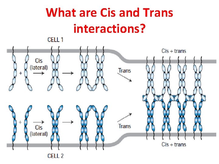 What are Cis and Trans interactions? 