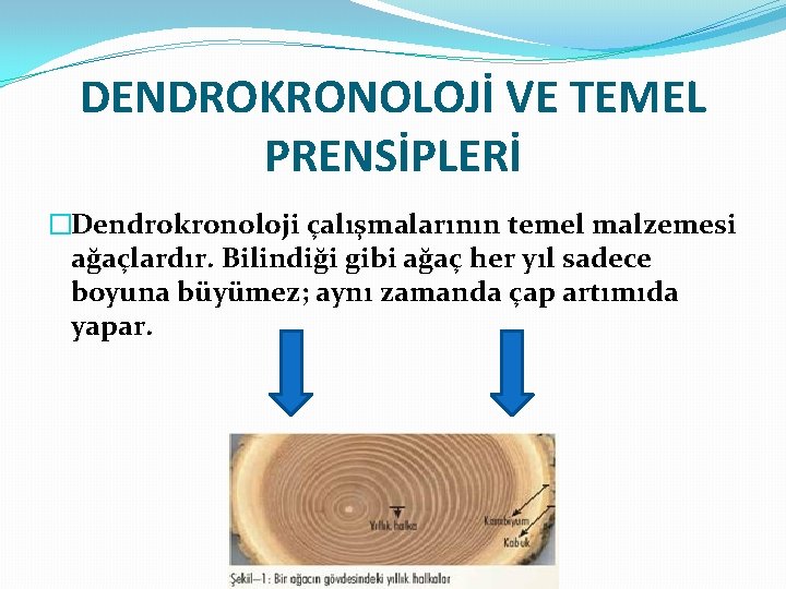 DENDROKRONOLOJİ VE TEMEL PRENSİPLERİ �Dendrokronoloji çalışmalarının temel malzemesi ağaçlardır. Bilindiği gibi ağaç her yıl