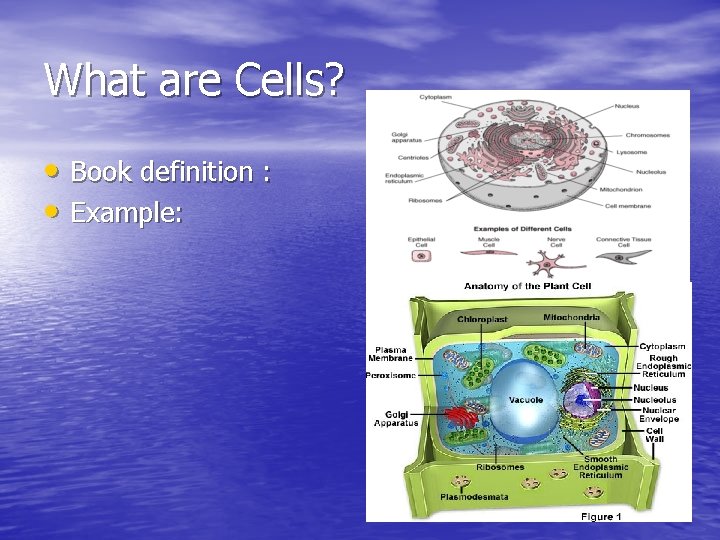 Biology What are we studying Bios Greek root