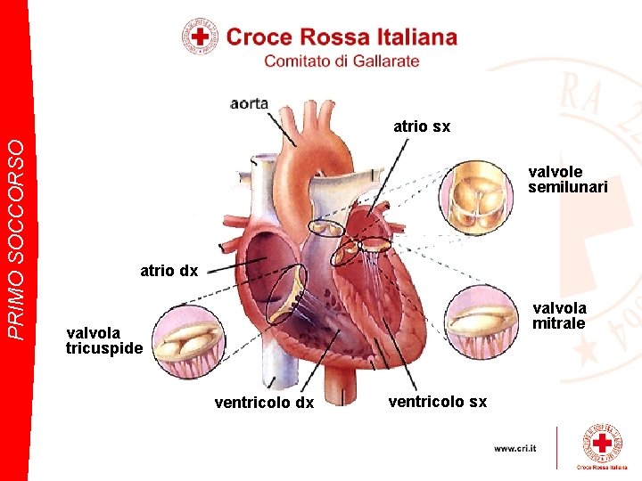 PRIMO SOCCORSO atrio sx valvole semilunari atrio dx valvola mitrale valvola tricuspide ventricolo dx