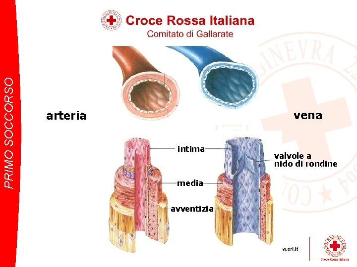 PRIMO SOCCORSO vena arteria intima media avventizia valvole a nido di rondine 