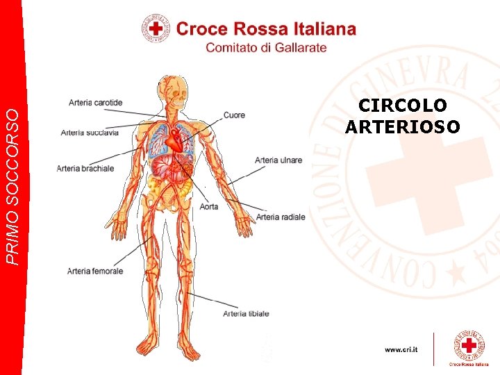 PRIMO SOCCORSO CIRCOLO ARTERIOSO 