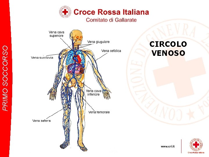 PRIMO SOCCORSO CIRCOLO VENOSO 