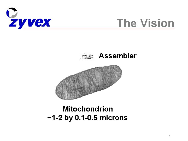 The Vision Assembler Mitochondrion ~1 -2 by 0. 1 -0. 5 microns 24 