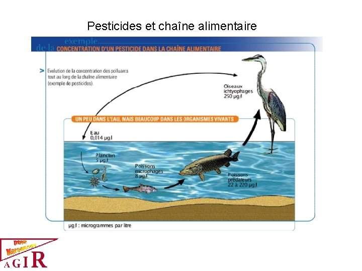 Pesticides et chaîne alimentaire 