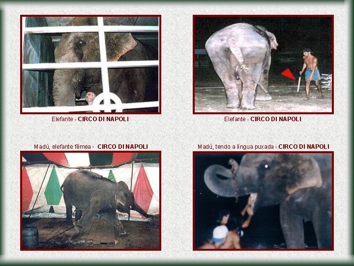 Elefante - CIRCO DI NAPOLI Madú, elefante fêmea - CIRCO DI NAPOLI Madú, tendo