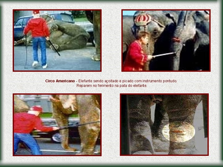 Circo Americano - Elefante sendo açoitado e picado com instrumento pontudo. Reparem no ferimento