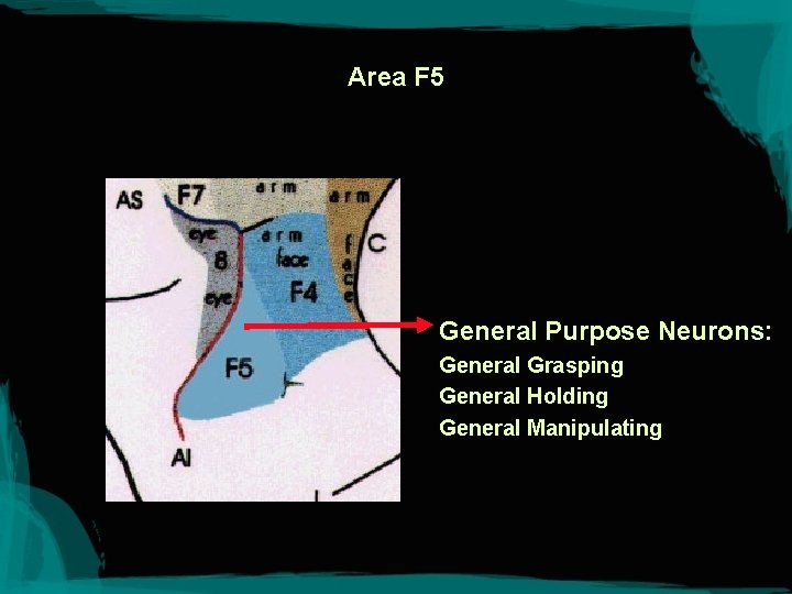 Area F 5 General Purpose Neurons: General Grasping General Holding General Manipulating 