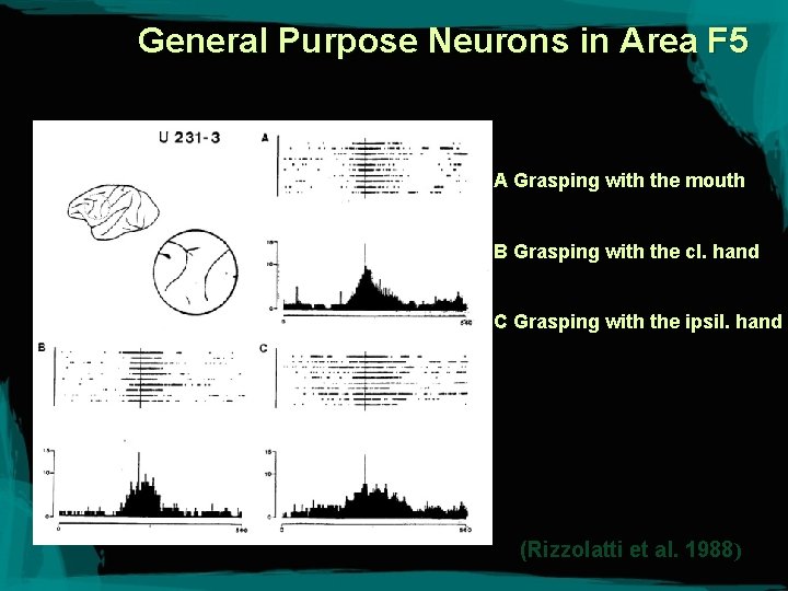 General Purpose Neurons in Area F 5 A Grasping with the mouth B Grasping