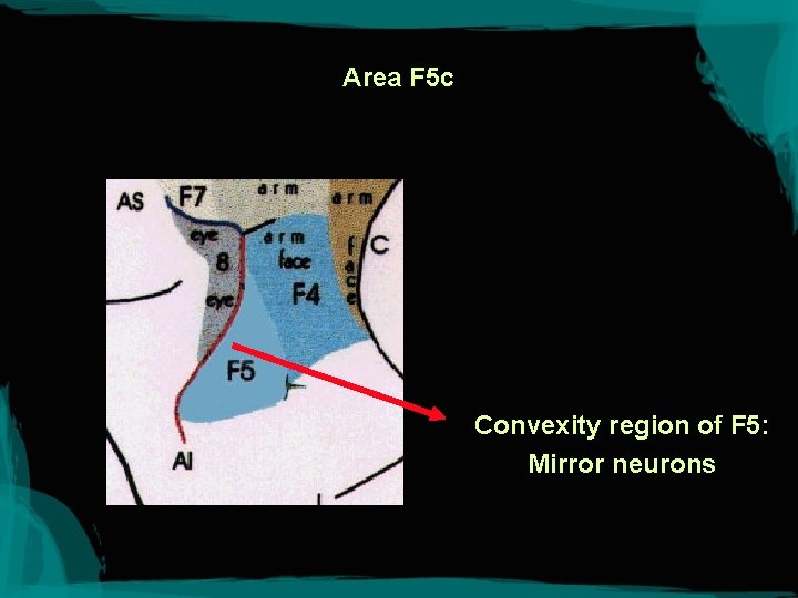 Area F 5 c Convexity region of F 5: Mirror neurons 