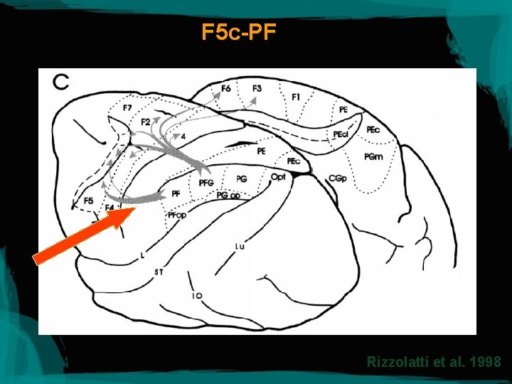 F 5 c-PF Rizzolatti et al. 1998 