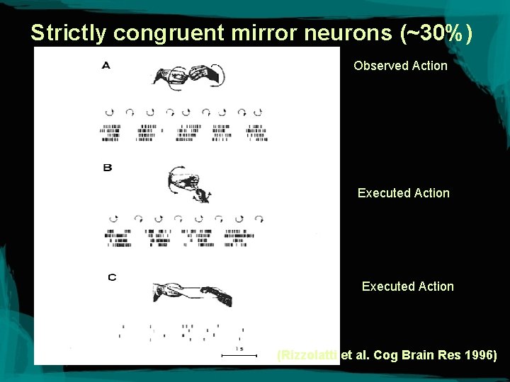 Strictly congruent mirror neurons (~30%) Observed Action Executed Action (Rizzolatti et al. Cog Brain