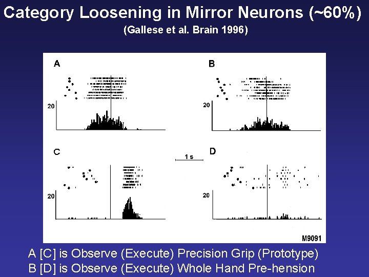 Category Loosening in Mirror Neurons (~60%) (Gallese et al. Brain 1996) A [C] is