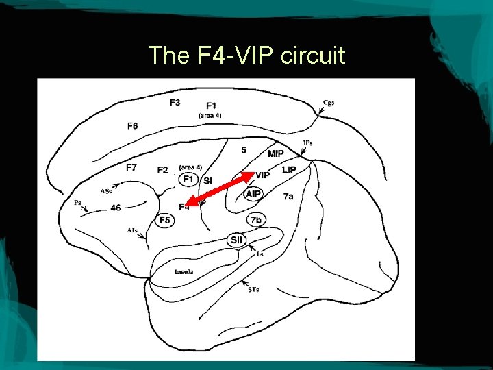 The F 4 -VIP circuit 