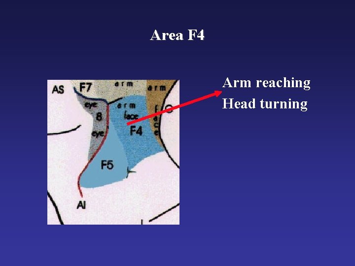 Area F 4 Arm reaching Head turning 