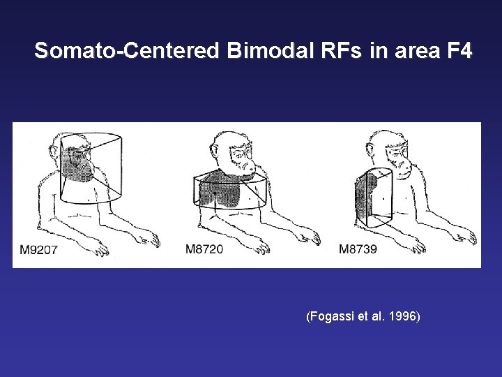 Somato-Centered Bimodal RFs in area F 4 (Fogassi et al. 1996) 