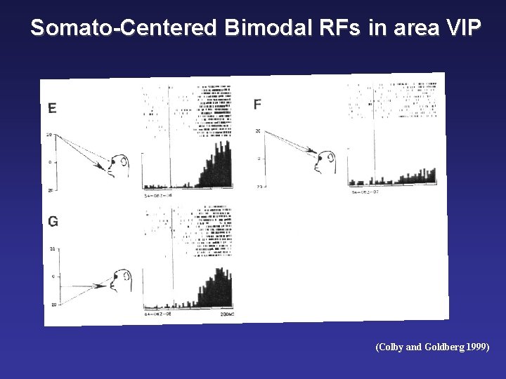 Somato-Centered Bimodal RFs in area VIP (Colby and Goldberg 1999) 