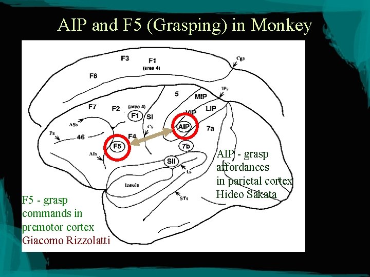 AIP and F 5 (Grasping) in Monkey F 5 - grasp commands in premotor