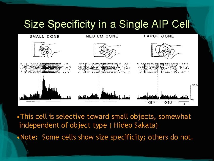 Size Specificity in a Single AIP Cell • This cell is selective toward small