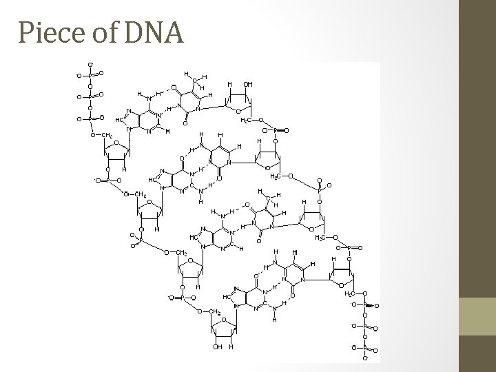 Piece of DNA 