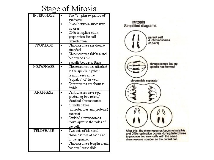 Stage of Mitosis INTERPHASE PROPHASE METAPHASE ANAPHASE TELOPHASE The “S” phase= period of synthesis.
