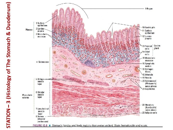 STATION – 3 (Histology of The Stomach & Duodenum) 