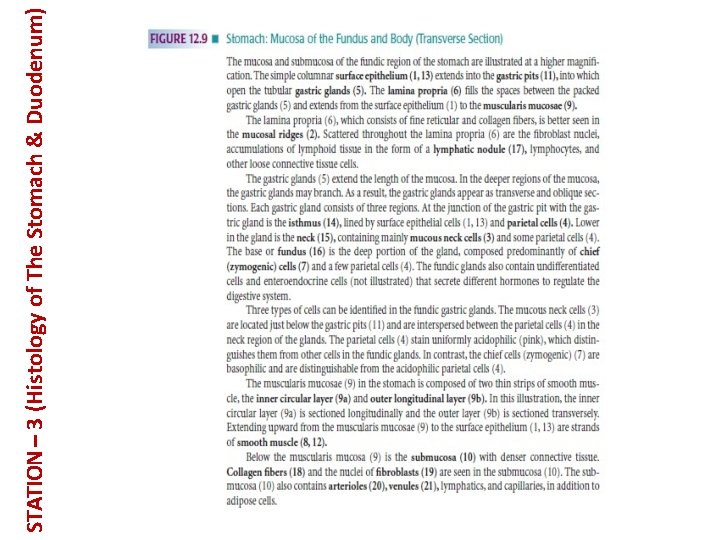 STATION – 3 (Histology of The Stomach & Duodenum) 