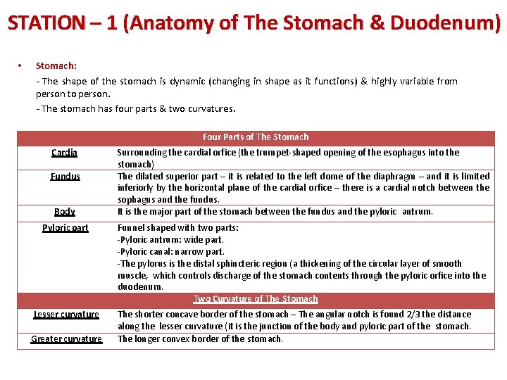 STATION – 1 (Anatomy of The Stomach & Duodenum) • Stomach: - The shape