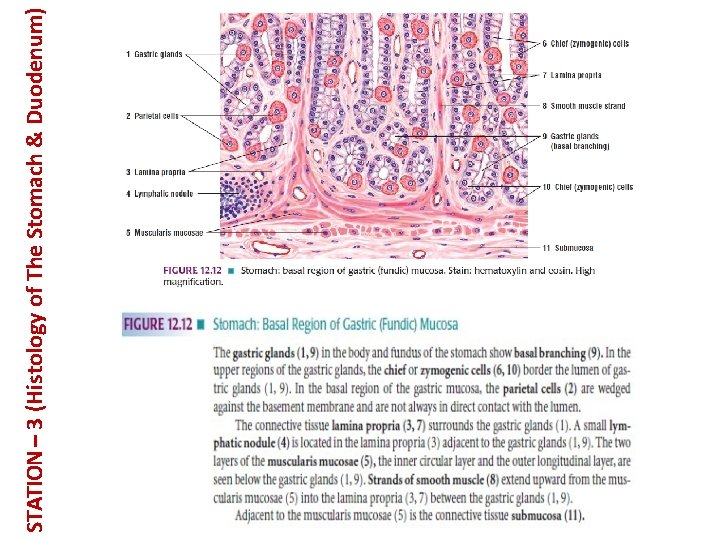 STATION – 3 (Histology of The Stomach & Duodenum) 