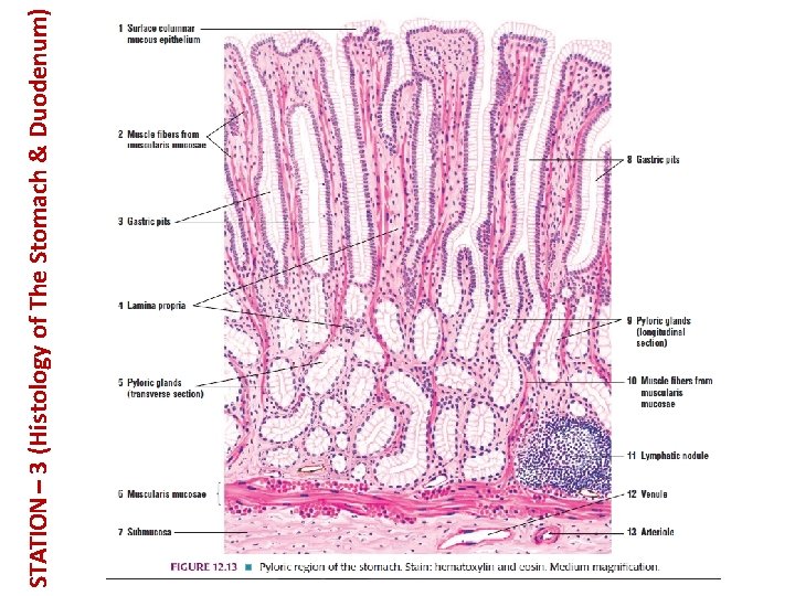 STATION – 3 (Histology of The Stomach & Duodenum) 