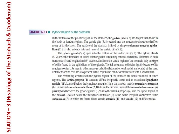 STATION – 3 (Histology of The Stomach & Duodenum) 