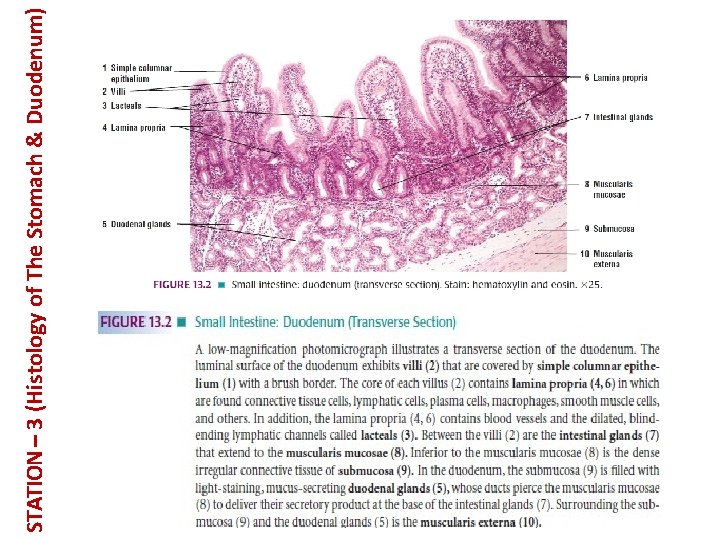 STATION – 3 (Histology of The Stomach & Duodenum) 