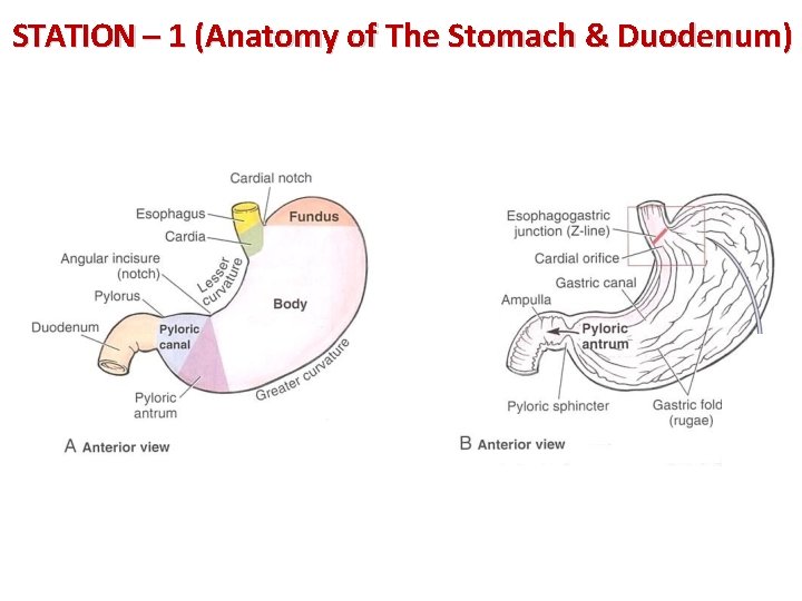 STATION – 1 (Anatomy of The Stomach & Duodenum) 