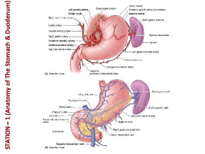 STATION – 1 (Anatomy of The Stomach & Duodenum) 