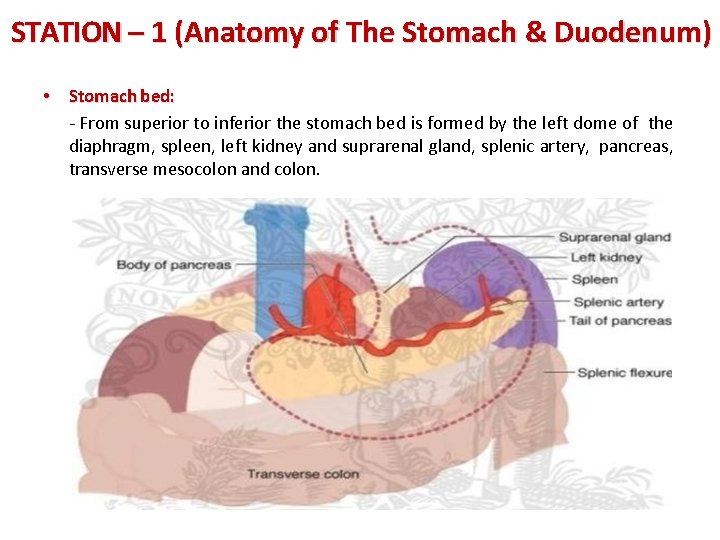 STATION – 1 (Anatomy of The Stomach & Duodenum) • Stomach bed: - From