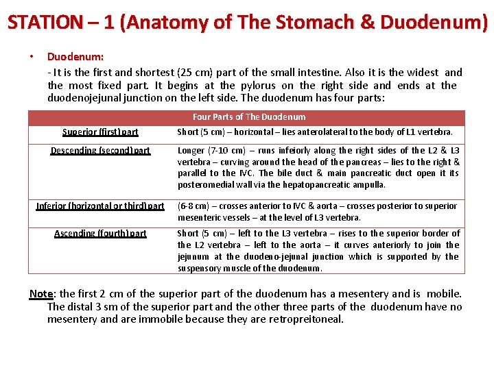 STATION – 1 (Anatomy of The Stomach & Duodenum) • Duodenum: - It is