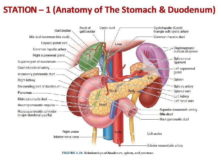 STATION – 1 (Anatomy of The Stomach & Duodenum) 