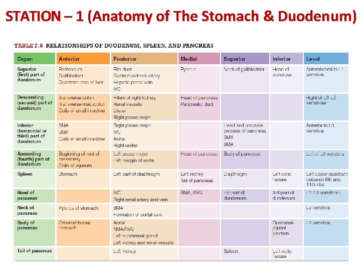 STATION – 1 (Anatomy of The Stomach & Duodenum) 