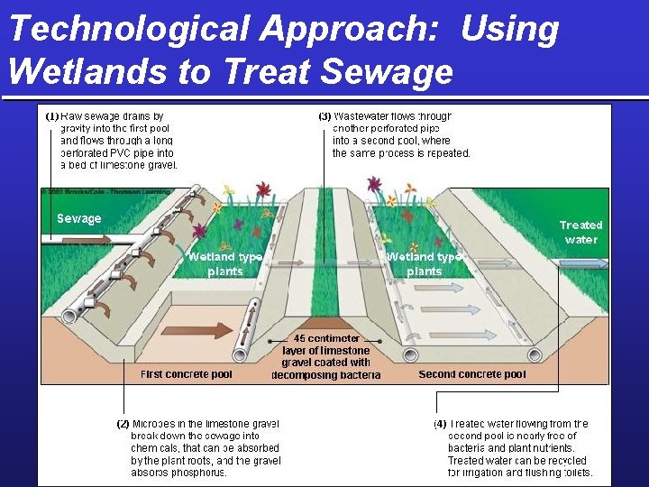 Technological Approach: Using Wetlands to Treat Sewage 