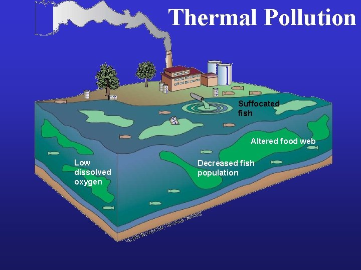 Thermal Pollution Suffocated fish Altered food web Low dissolved oxygen Decreased fish population 
