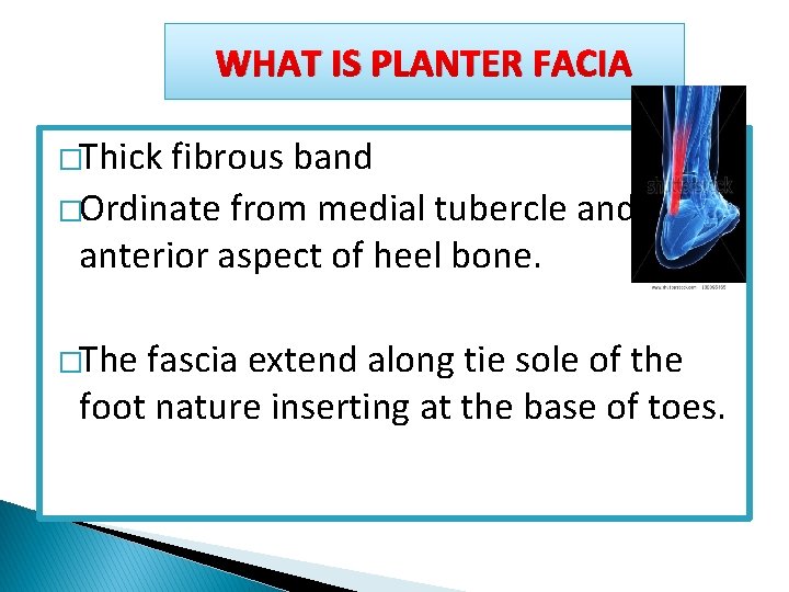 WHAT IS PLANTER FACIA �Thick fibrous band �Ordinate from medial tubercle and anterior aspect