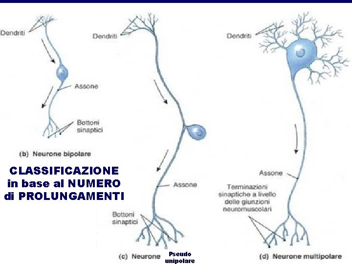 CLASSIFICAZIONE in base al NUMERO di PROLUNGAMENTI CLASSIFICAZIONE Pseudo unipolare CLASSIFICAZIONE in base al NUMERO di PROLUNGAMENTI CLASSIFICAZIONE Pseudo unipolare